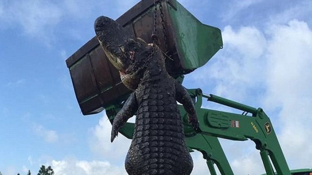 'Monster' alligator is shot in Florida