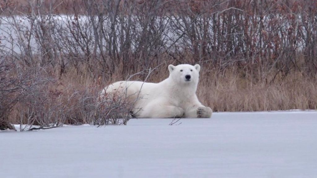 How the BBC is preparing to broadcast Arctic Live