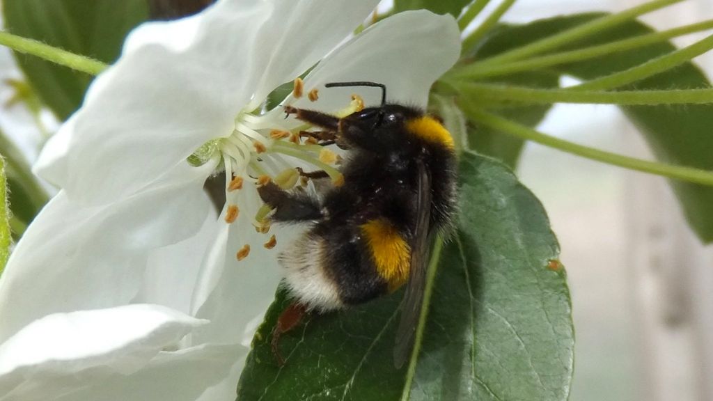Pesticide exposure 'harms pollination'