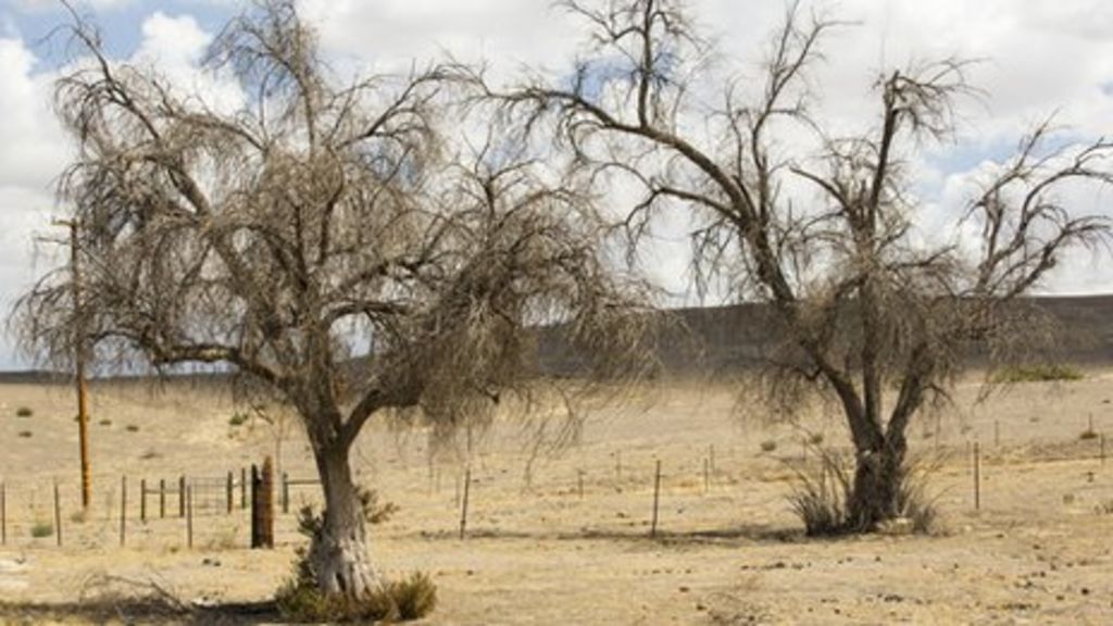 GM trees 'strangled' by red tape