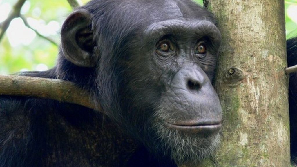 Primate tooluse Chimpanzees make drinking sticks BBC News