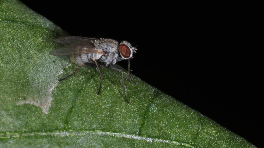How tiny killer flies pounce on prey
