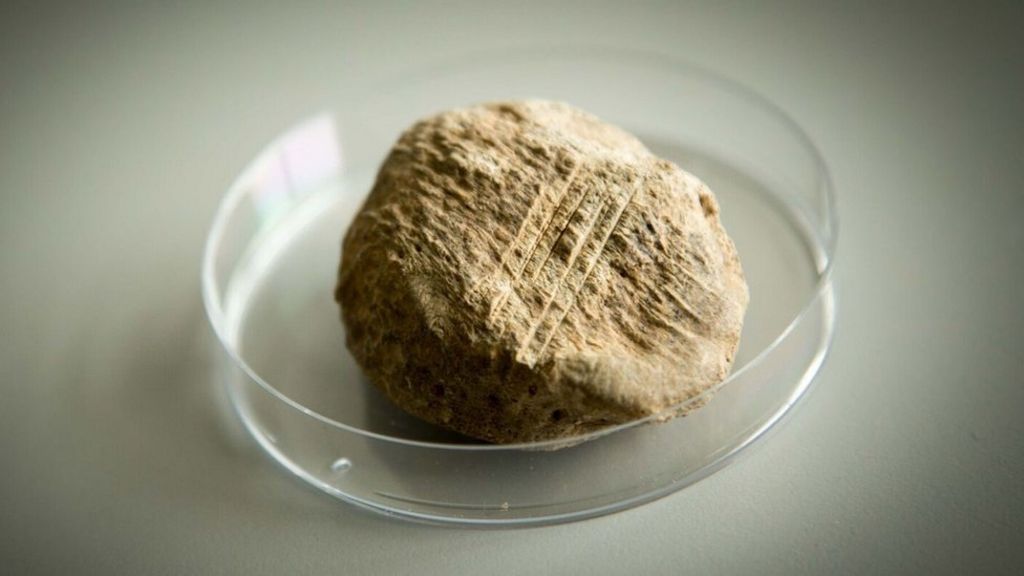 Earliest evidence of humans in Ireland