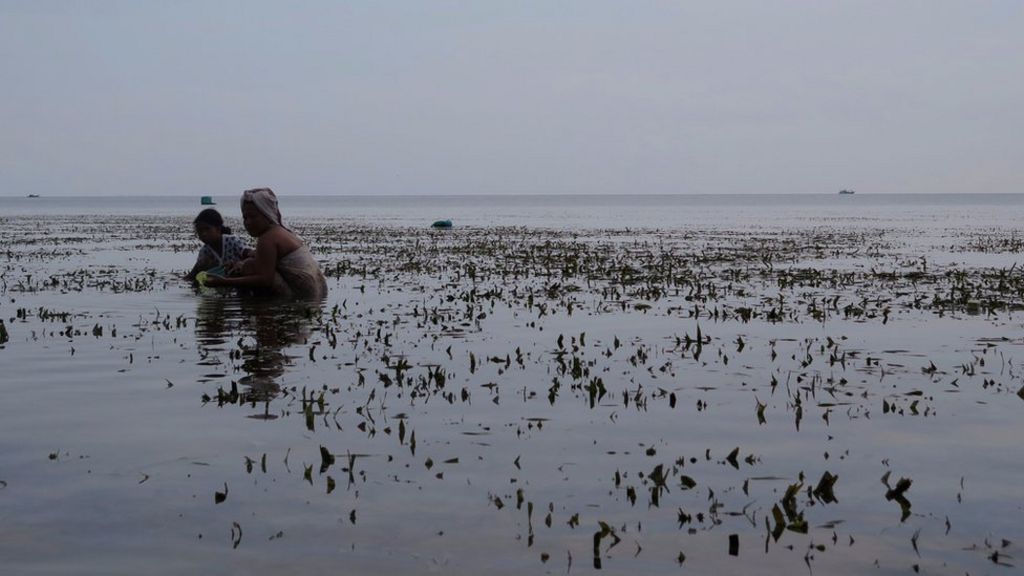 'Seagrasses' vital to coastal health