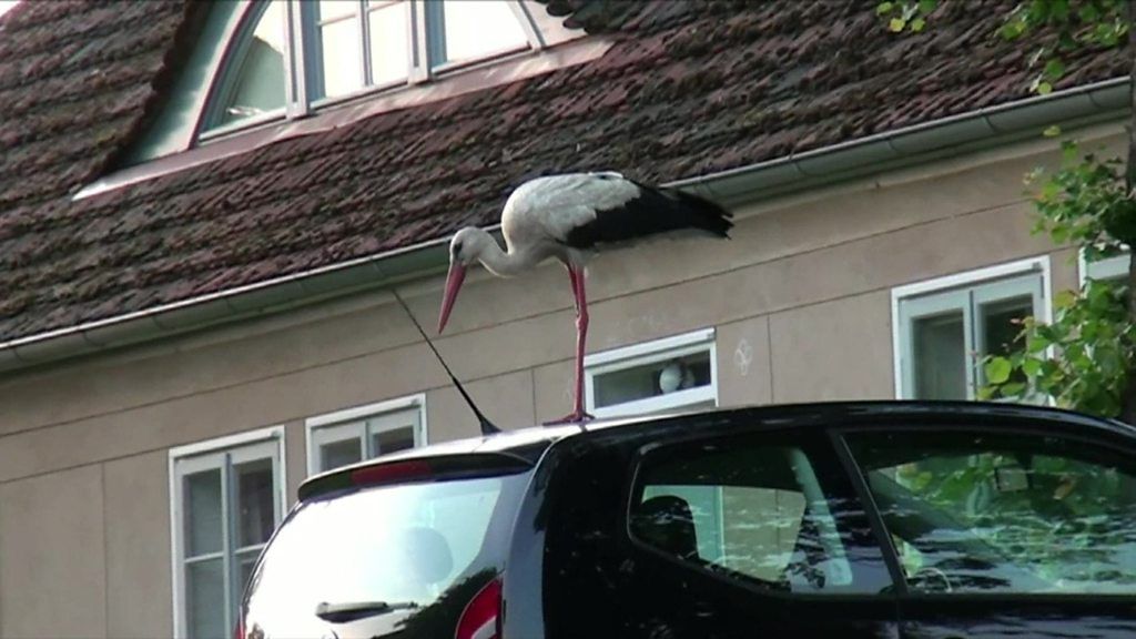 Hooligan stork riles German villagers