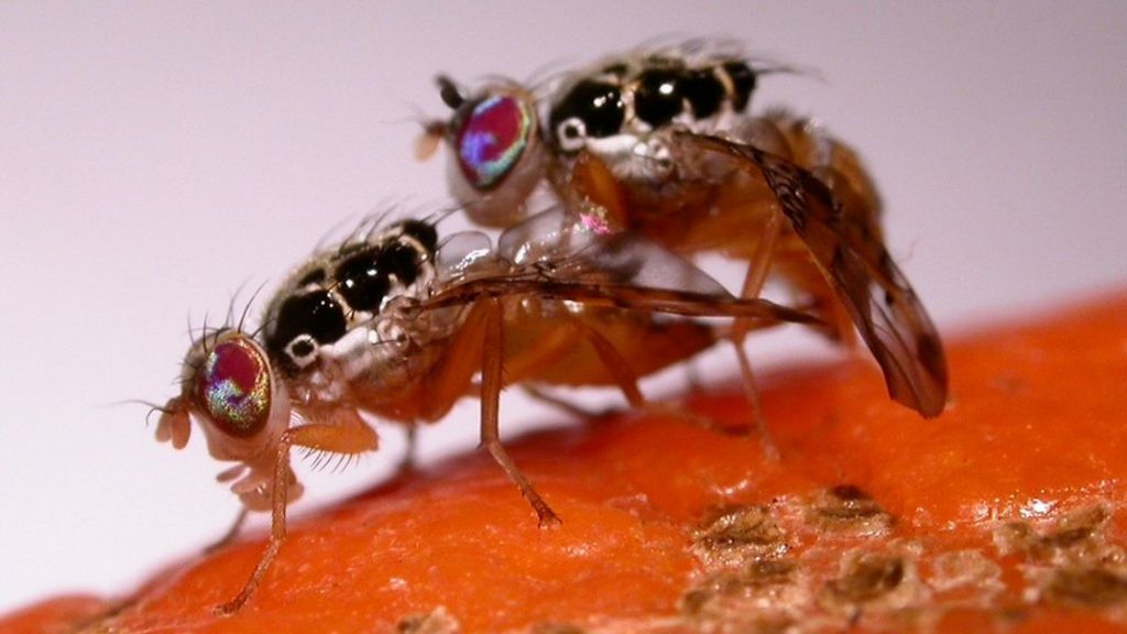 Australia trial for GM fruit fly