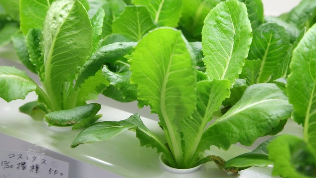 Can growing lettuces in the cloud help feed the world?