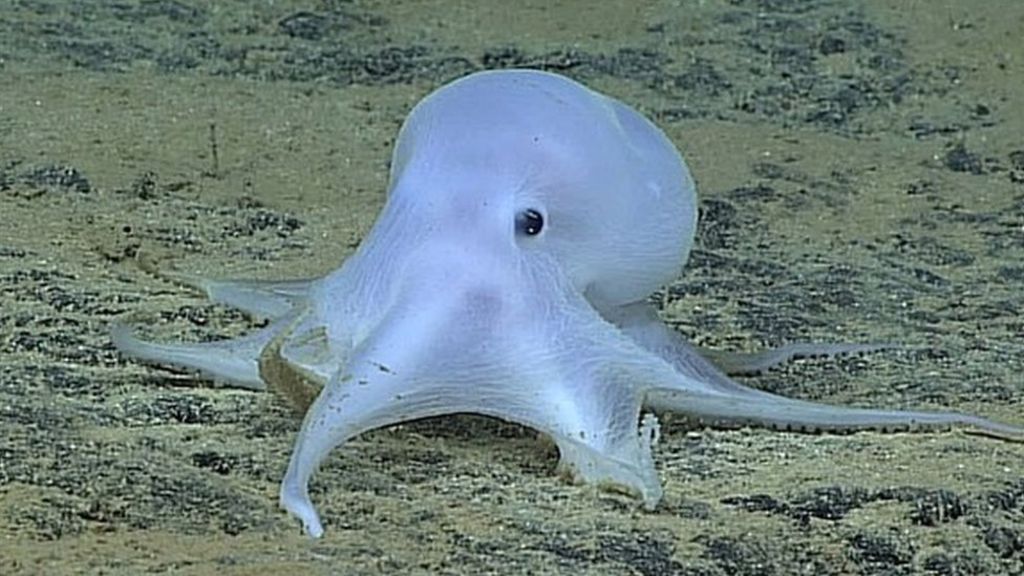 'Casper octopod under threat from deep sea mining'