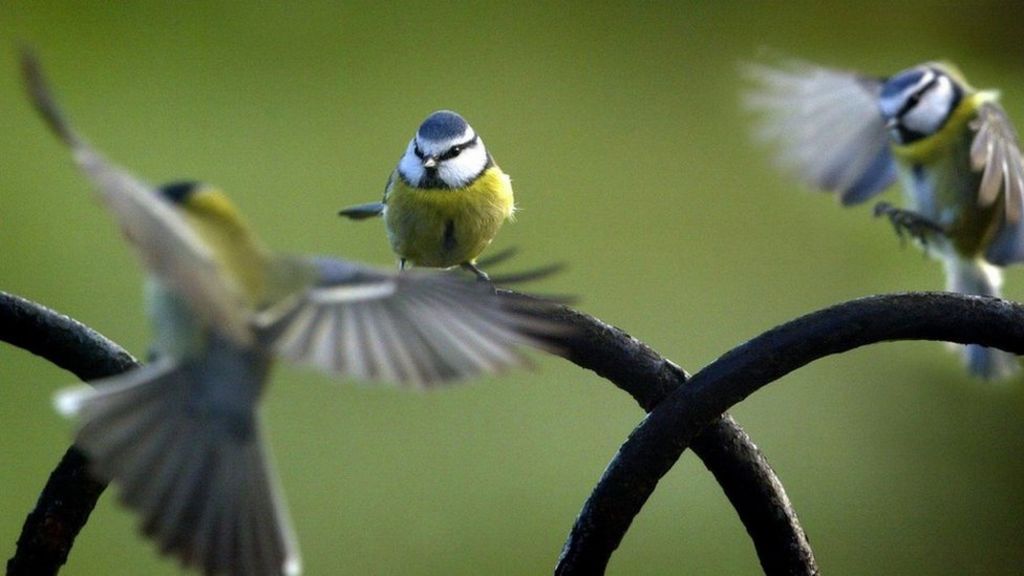 Thousands join Big Garden Birdwatch