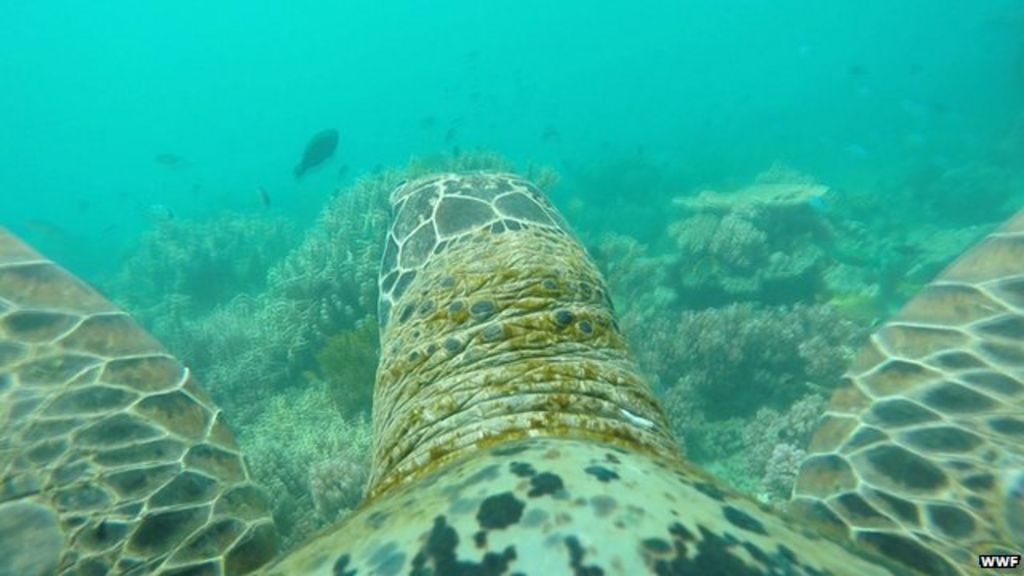 Turtlecam reveals unique view of Great Barrier Reef BBC News