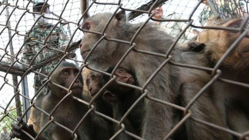 VIDEO: Thailand tackles its monkey problem