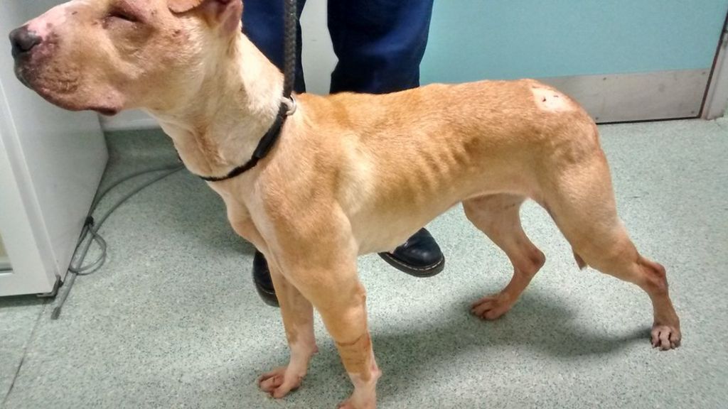 Man jailed after stabbing dog for urinating on bag of marijuana