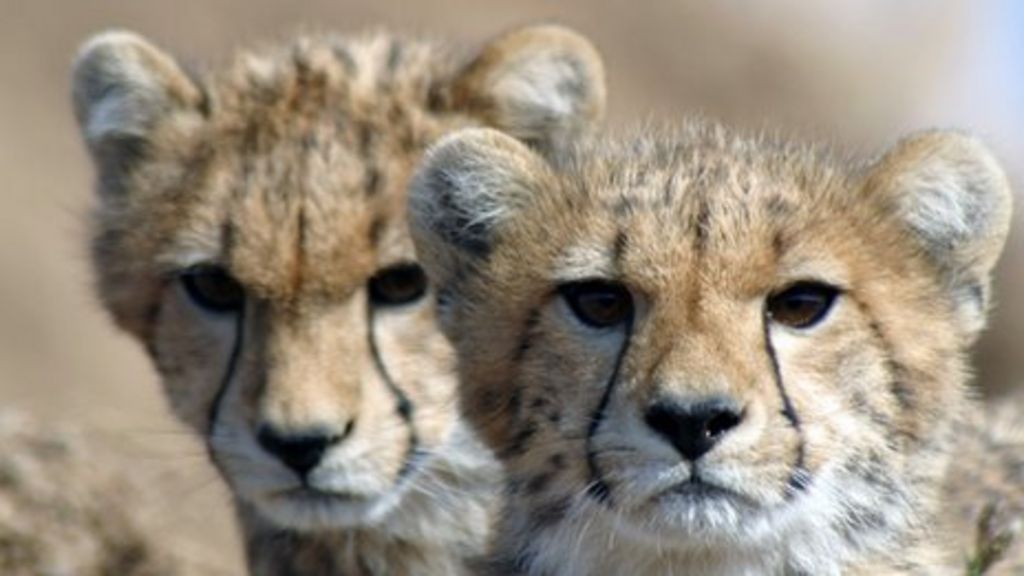 Cheetahs heading towards extinction as population crashes - BBC News