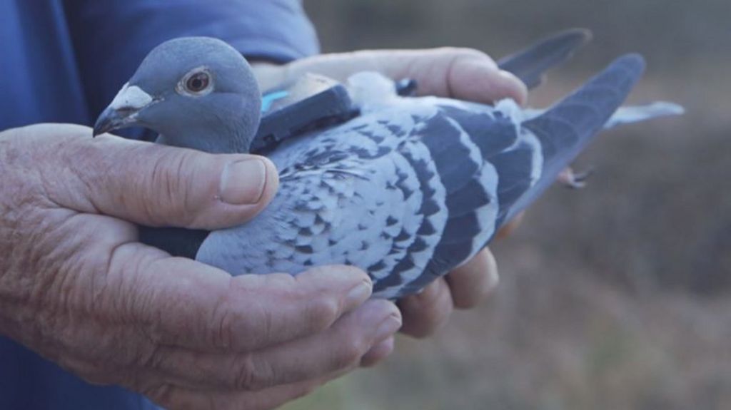 Backpack pigeons monitor air quality