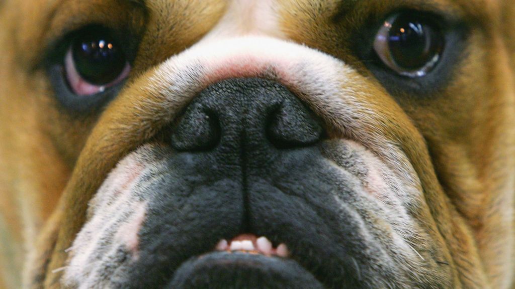 Vets warn people against buying 'flat-faced' dogs