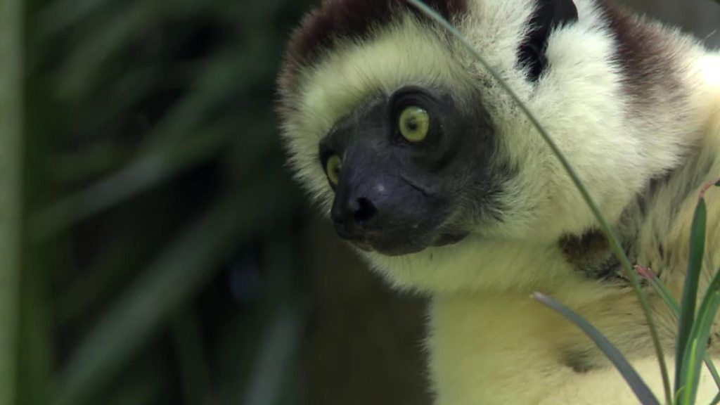 Madagascar’s wide-eyed wanderers