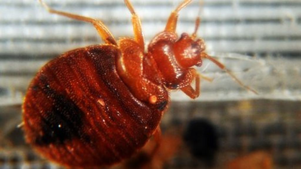 Bed bugs resist widely used chemicals
