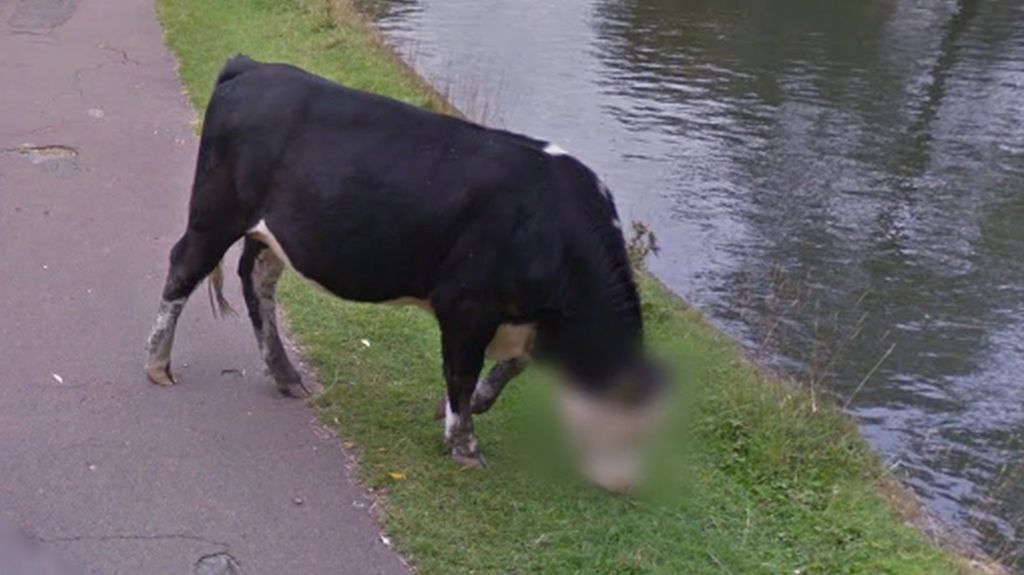 Google street view blurs cow's face in Cambridge
