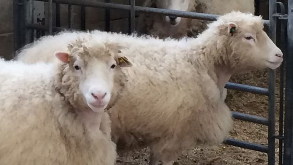 Are cloned animals born old? BBC News