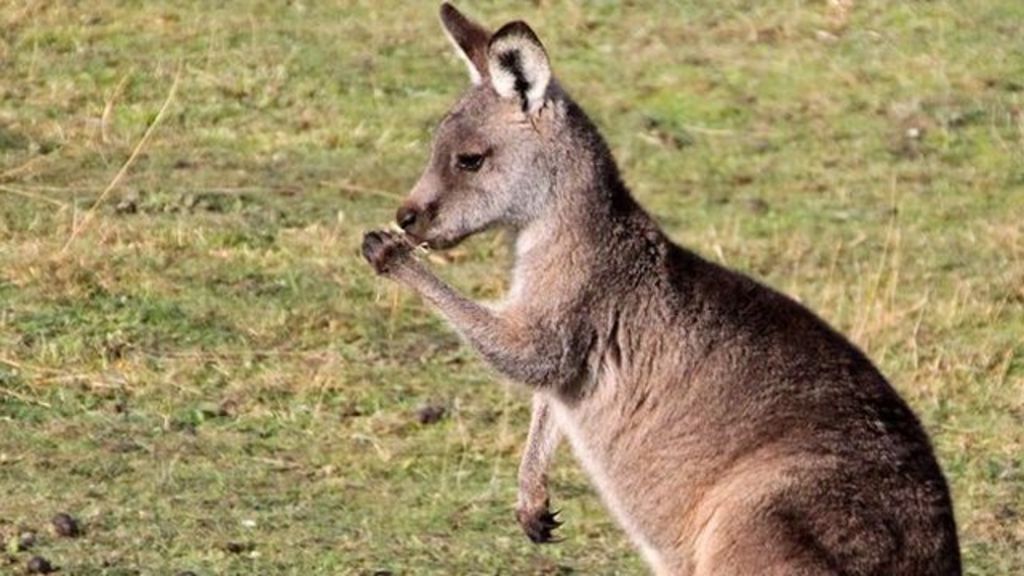 Most kangaroos are 'left-handed'