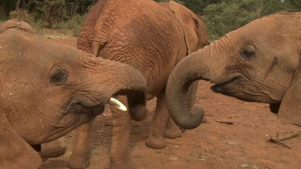 VIDEO: With the elephants orphaned by poachers