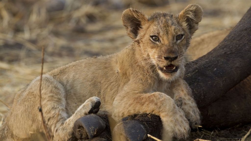 Third Kenya lion dies after 'poisoning'