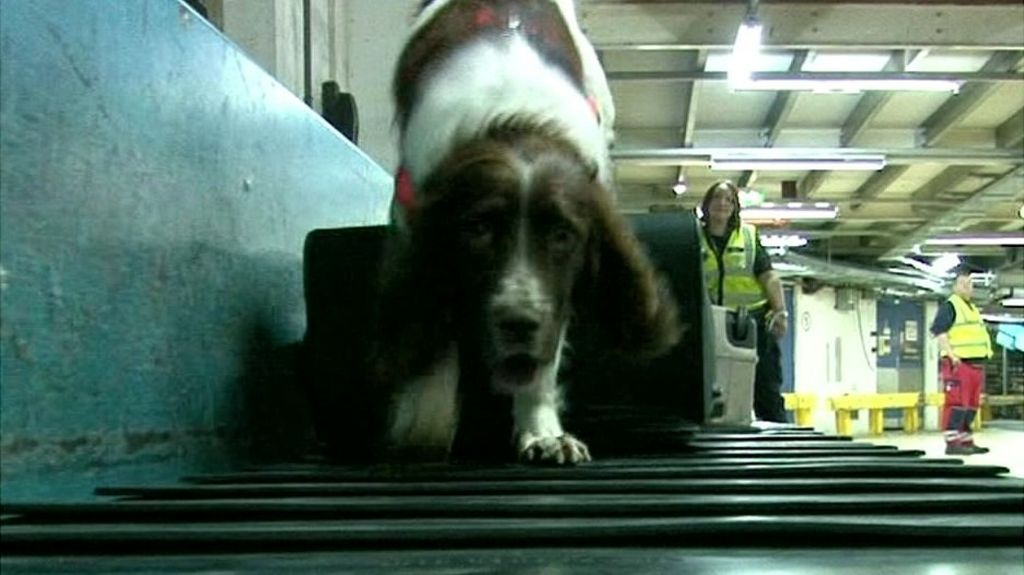 Airport Sniffer Dogs Find 'cheese And Sausages' But No Class A Drugs ...