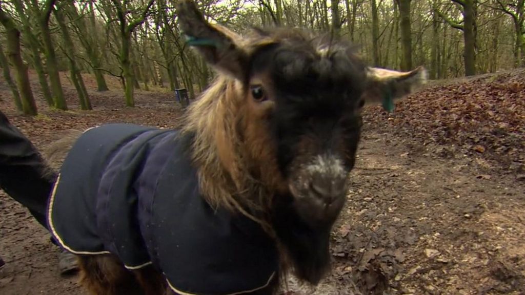 VIDEO: Hobo the goat behaves like a dog