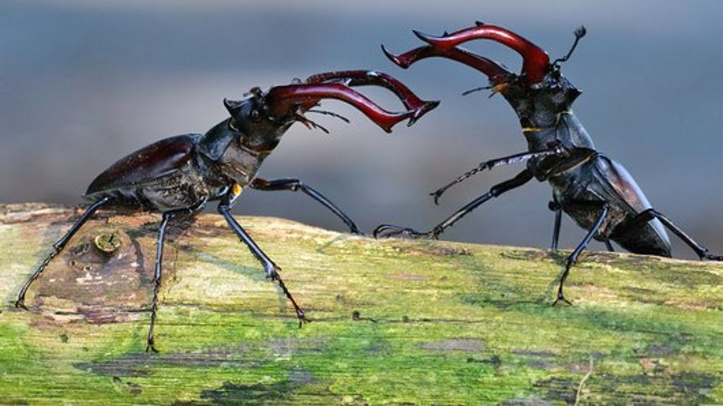 In search of stag beetles