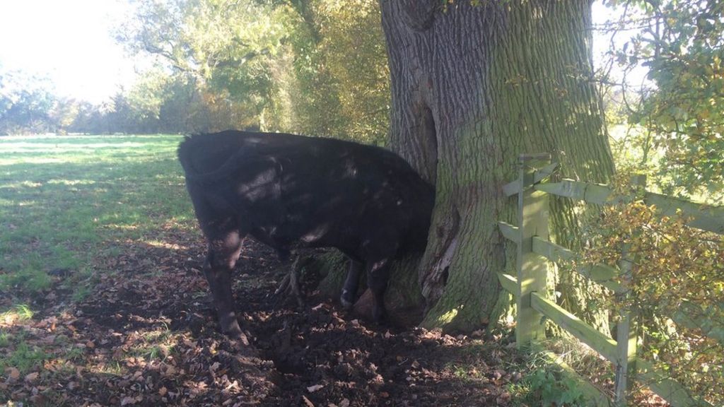Bull with head stuck in tree rescued