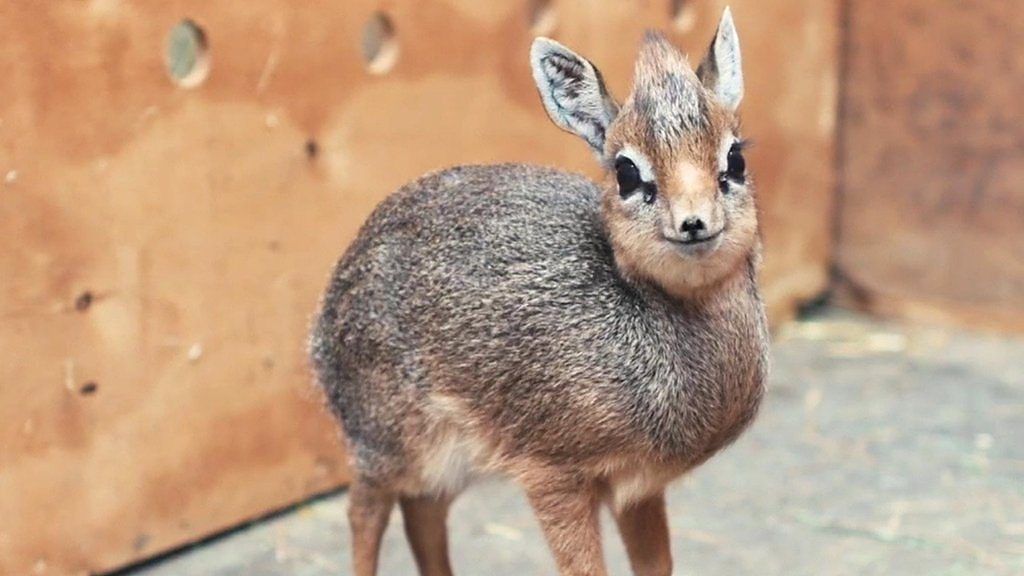 Orphaned dik-dik raised by keepers