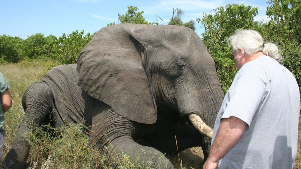 Mysteries of elephant sleep revealed