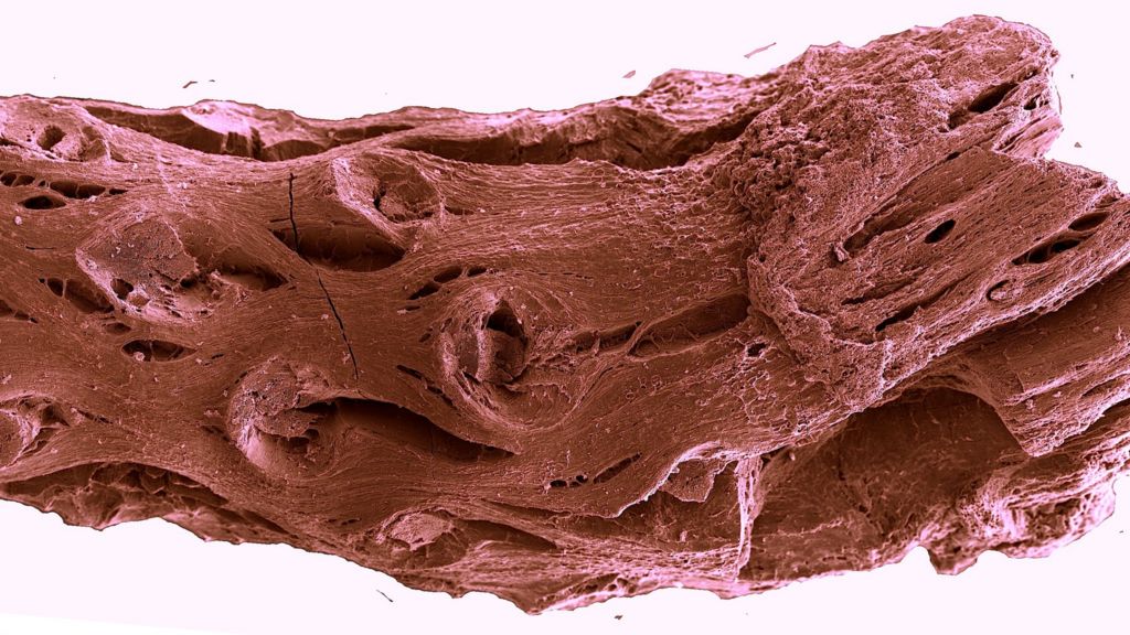 Fossil of oldest pine tree discovered