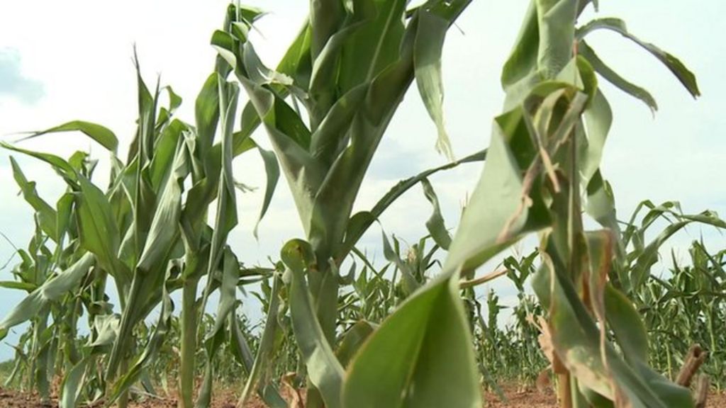 VIDEO: Maize farming in SA at critical low