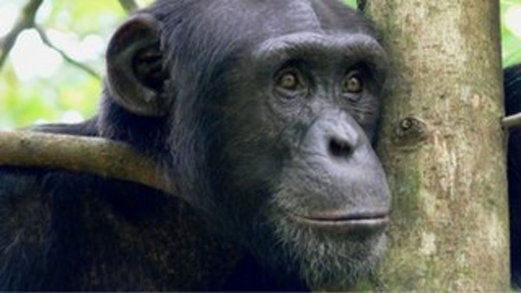 Primate tool-use: Chimpanzees make drinking sticks