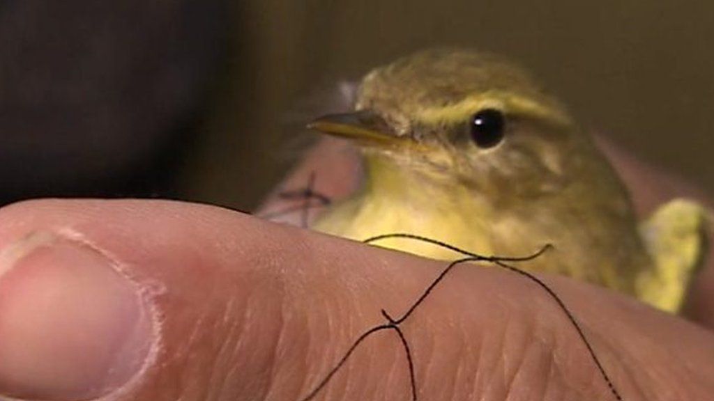 The British police targeting bird poachers in Cyprus