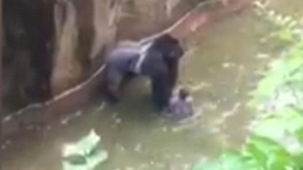 Zoo gorilla shot as boy falls into moat