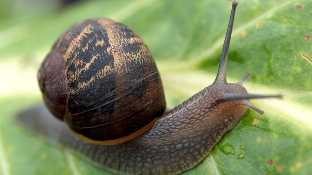 Snails decide using 'two brain cells'