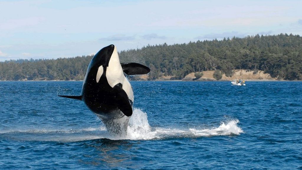 World's oldest known killer whale Granny dies