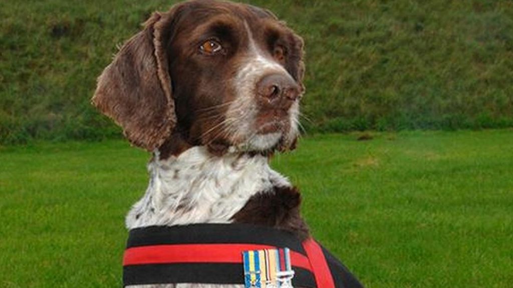Warzone RAF sniffer dog honoured