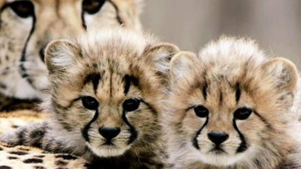 Cheetah trade: Nations to suppress social media enticement