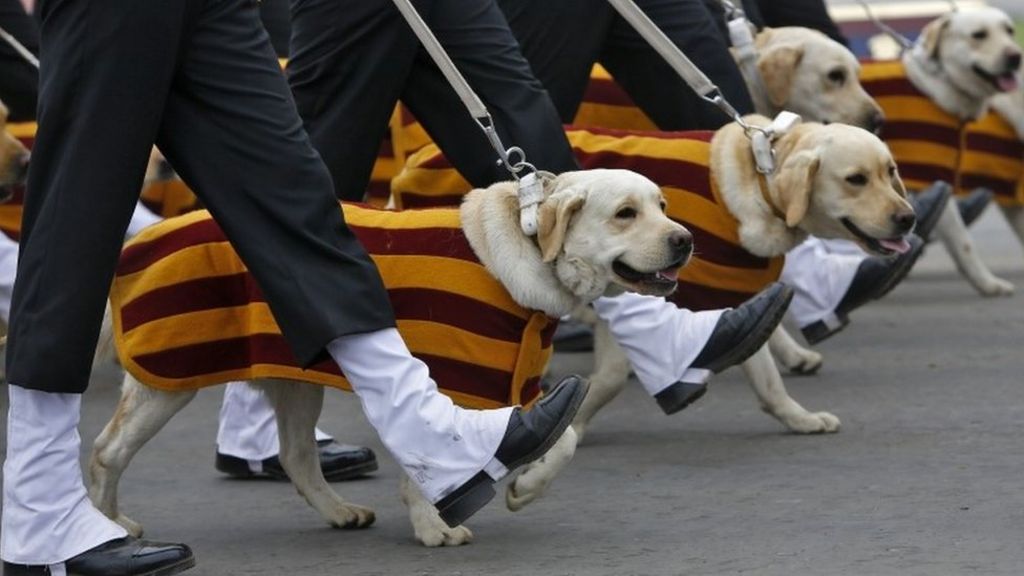 VIDEO: The animals of India's Republic Day parade