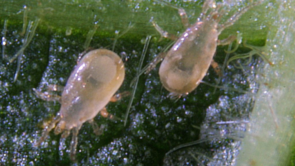 Using tiny predators to tackle pests