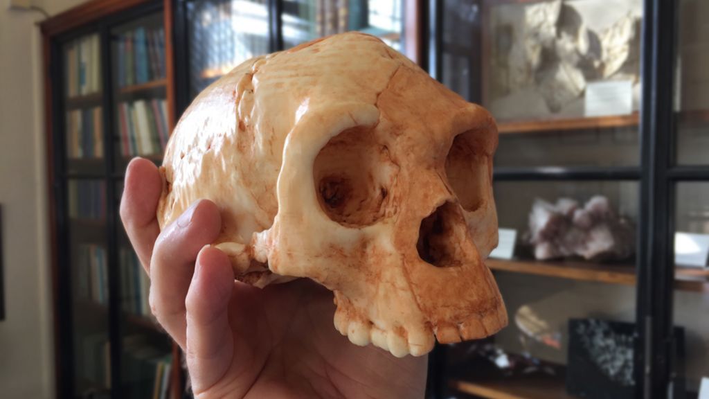 Age of 'Hobbit' species revised