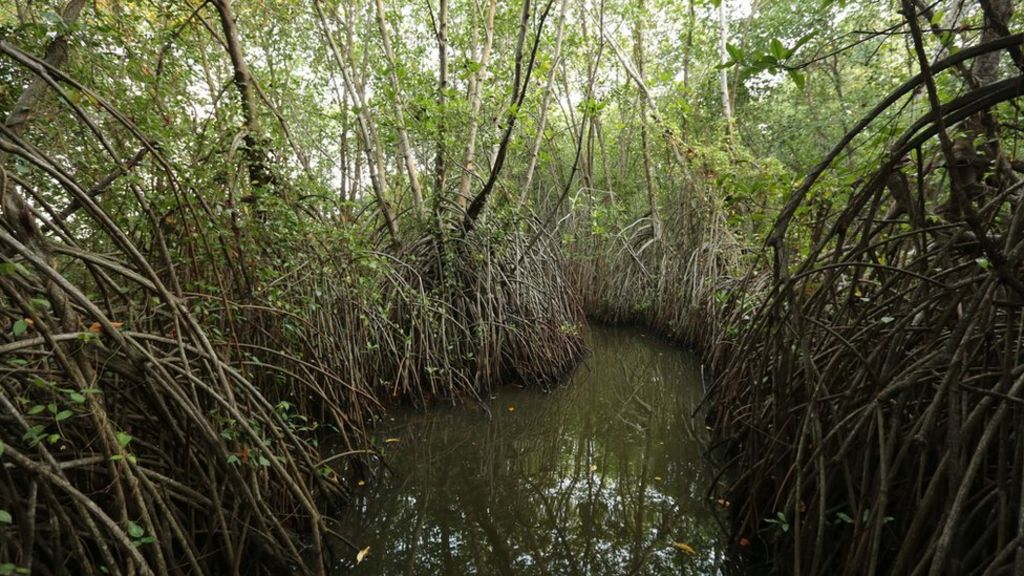 Sri Lanka prime minister: Mangroves curb climate threat