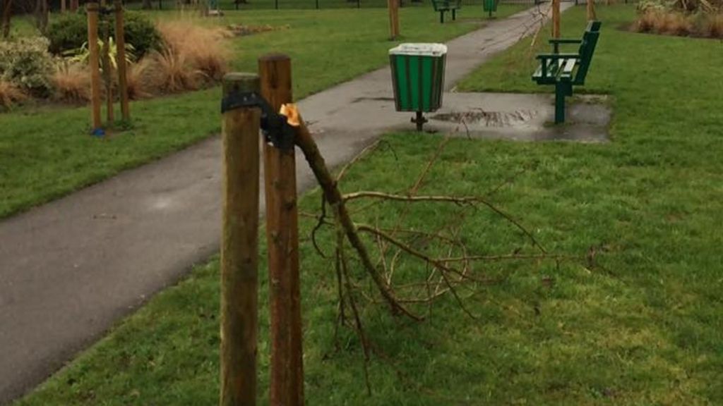 Newly-planted trees vandalised in Beeston park