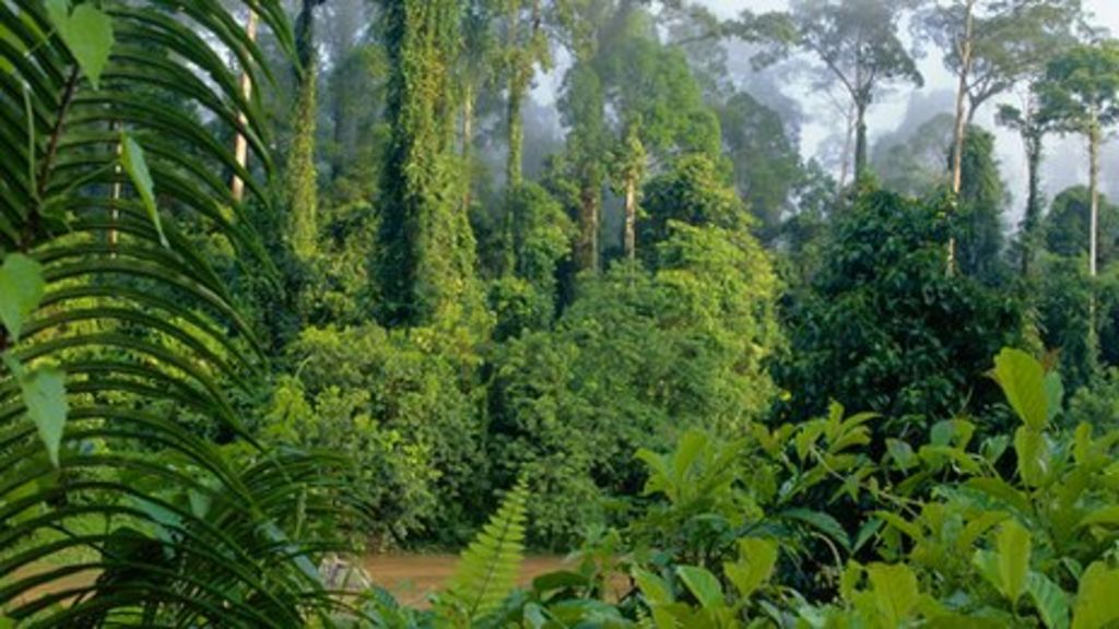 Rise in atmospheric CO2 slowed by green vegetation