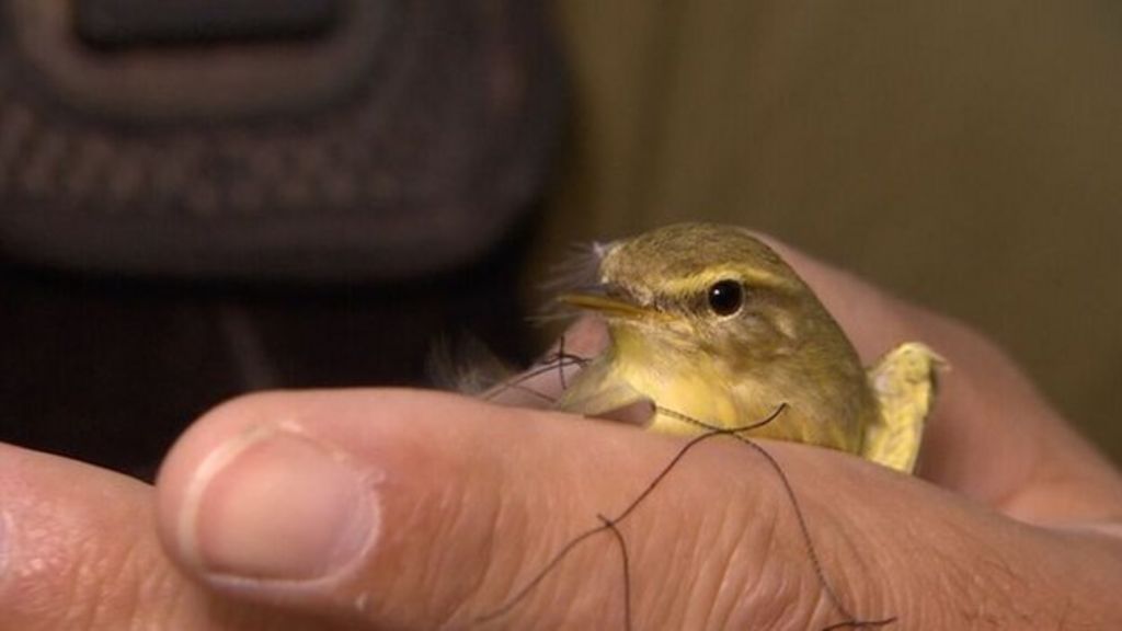 UK police tackle Cyprus bird poachers