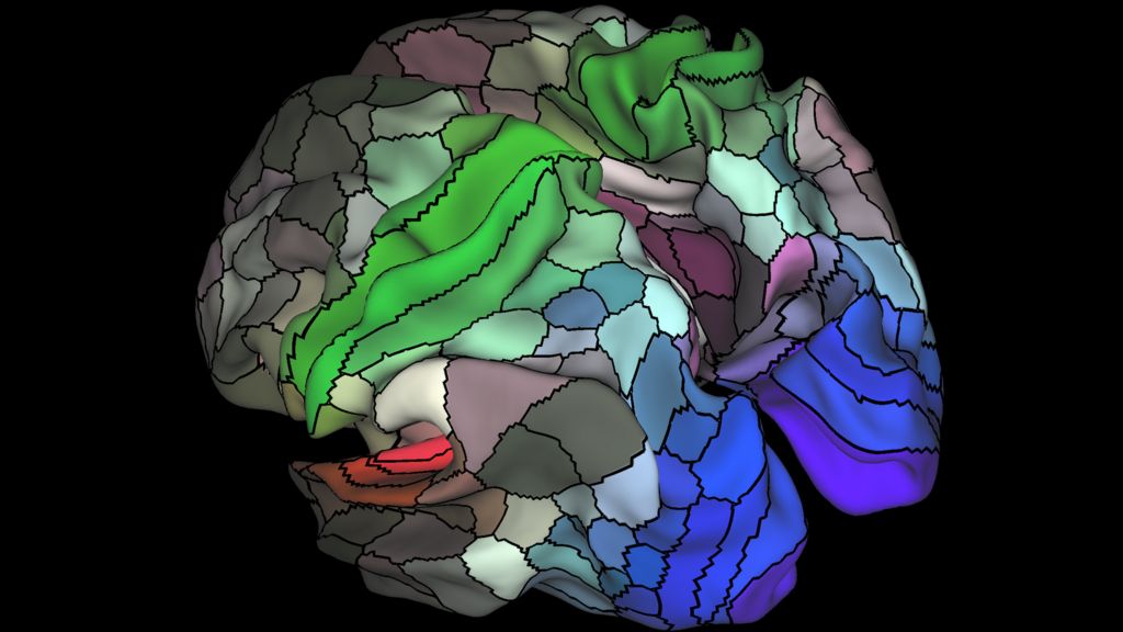 Brain map carves cortex into twice as many areas