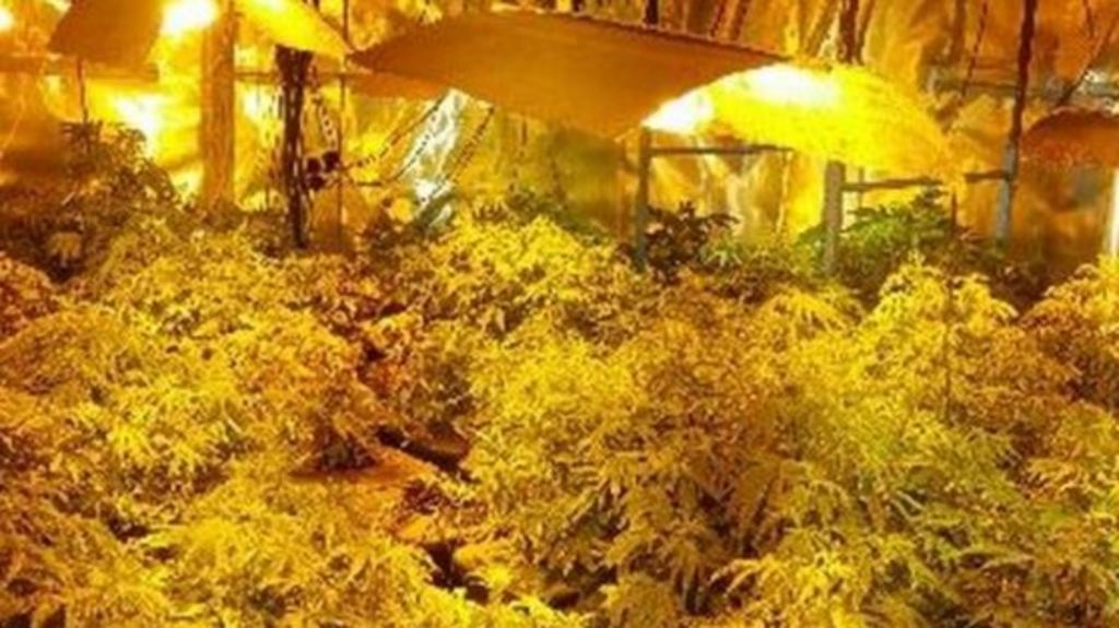 Cannabis find in Comber: Two men and a woman are charged
